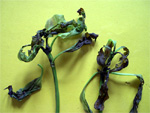 Anthracnose (thumbnail)