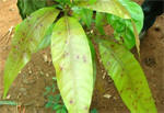 Anthracnose(thumbnail)