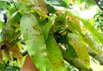 Anthracnose (thumbnail)