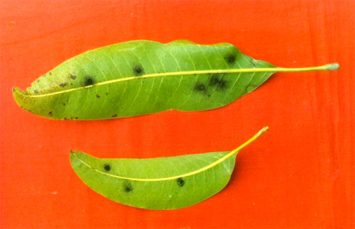  Disease (larger image)