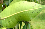 LEAF BLIGHT(thumbnail)